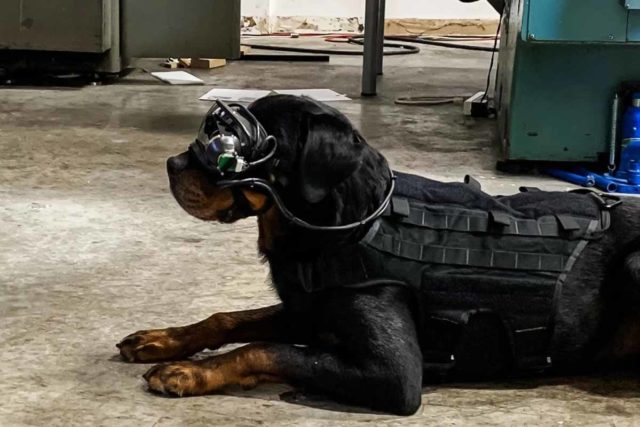 AR Goggles for Military Dogs