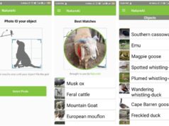NatureAI Review: An App That Lets You Instantly Identify Animals, Birds, and More